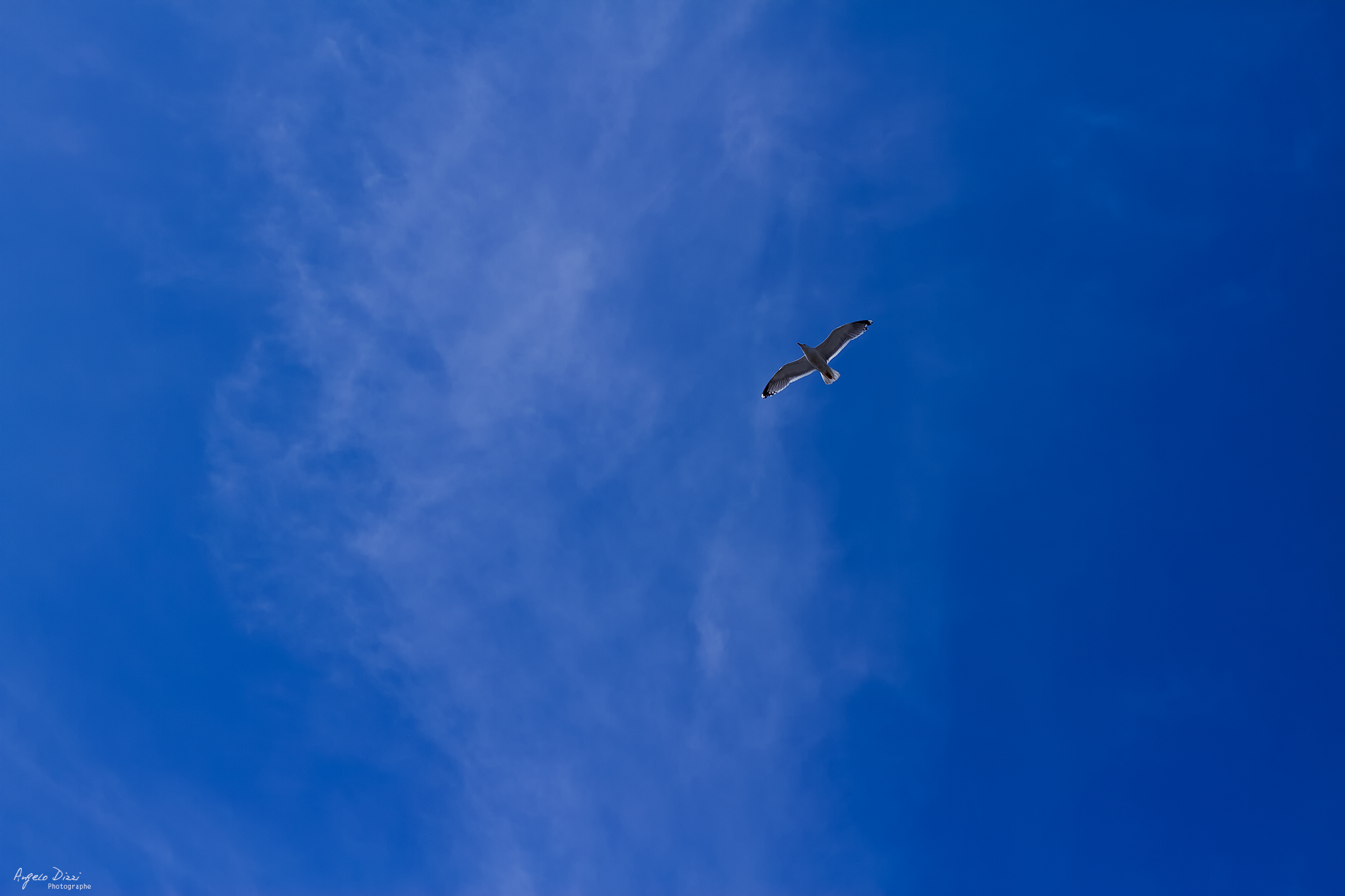 Le vol de la mouette.