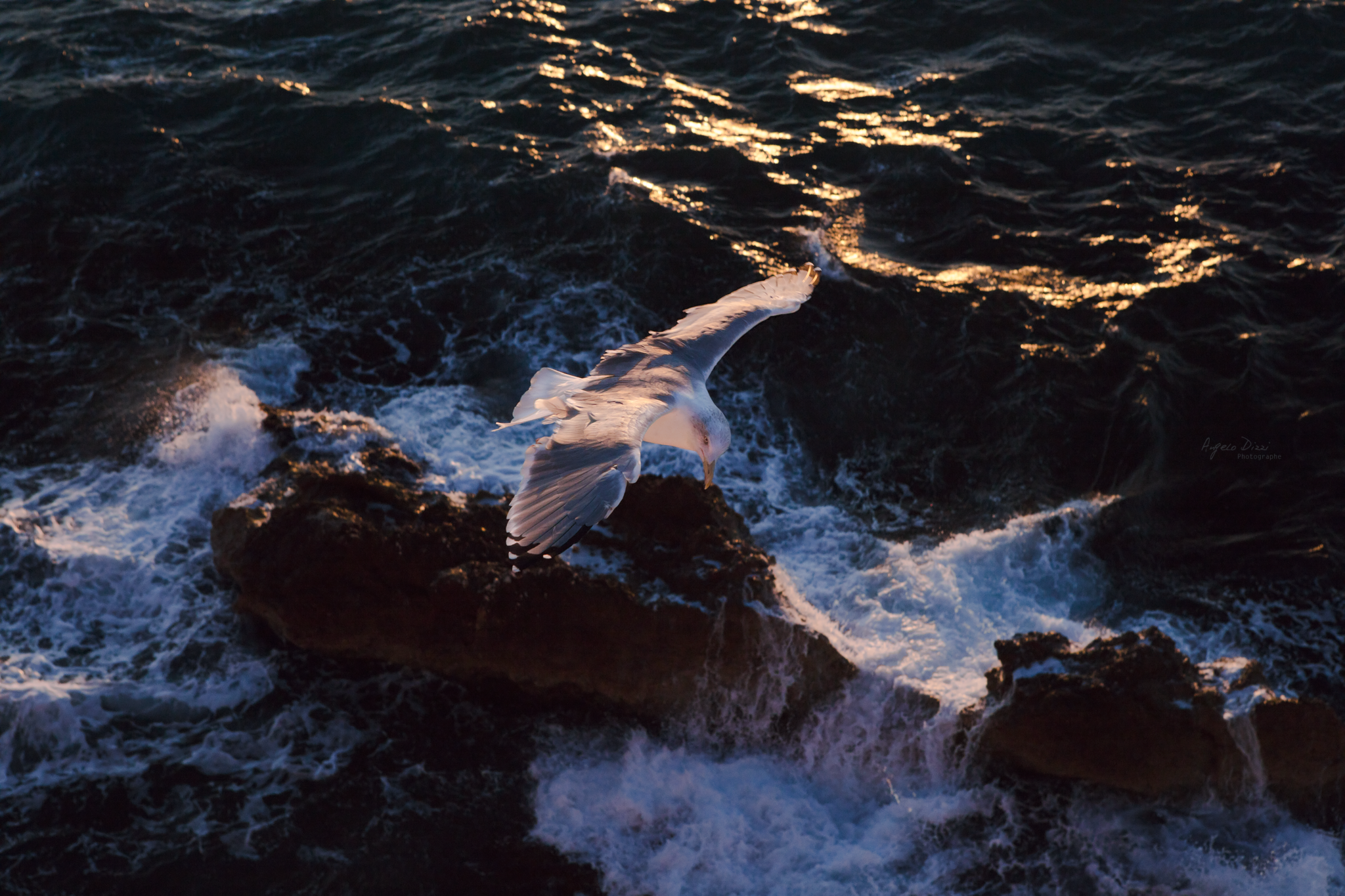 photographe_naturaliste_mer_mediterranée